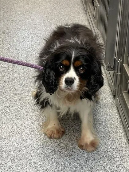 An adult small-sized female Red / Chestnut / Orange Cavalier King Charles Spaniel dog named Shania for adoption in Tinley Park, IL