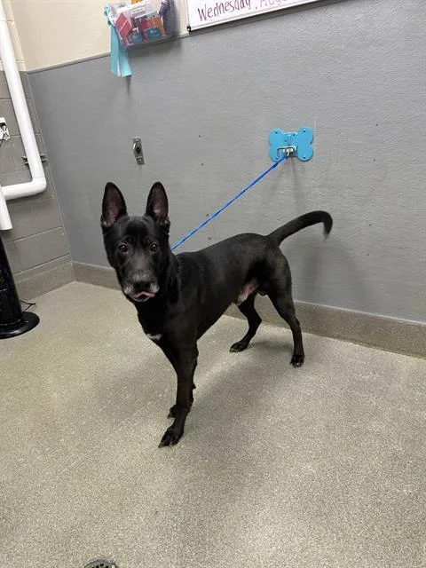 An adult large-sized male German Shepherd Dog dog named Kuma for adoption in Las Vegas, NV