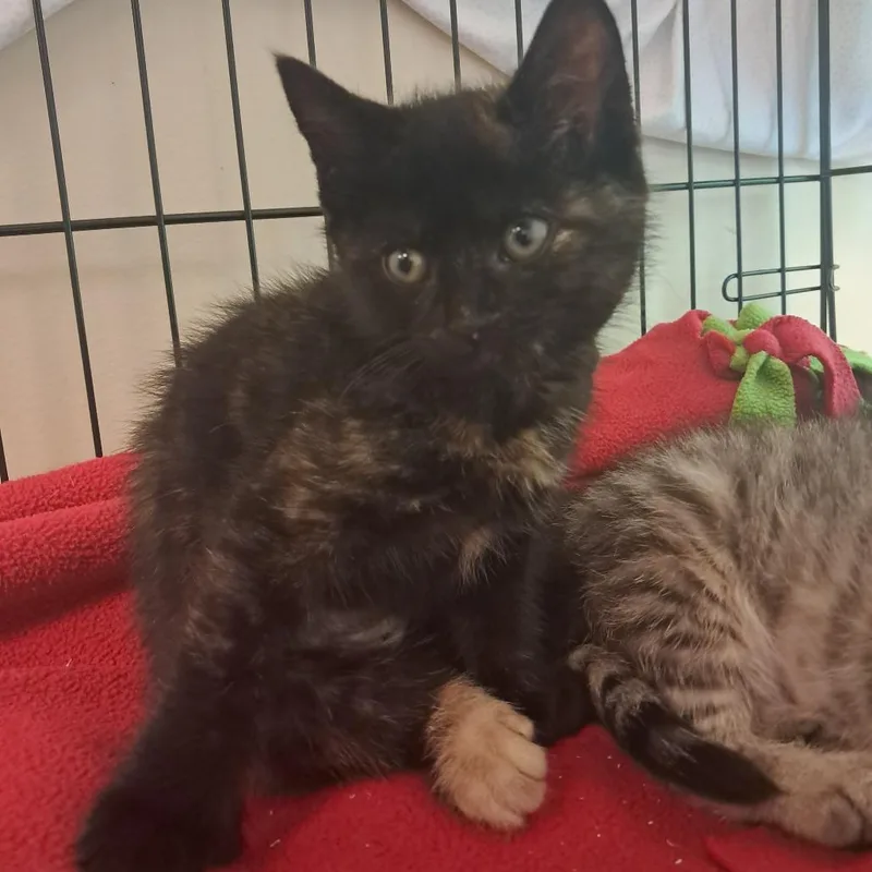 A baby small-sized female Tortoiseshell Domestic Short Hair cat named Sienna for adoption in Concord, NH