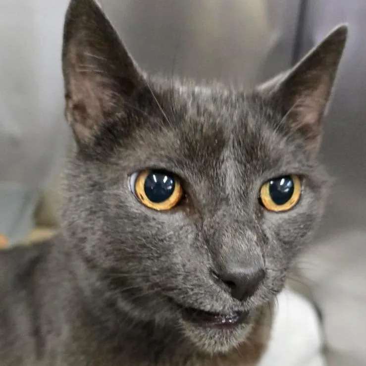 A senior large-sized male Gray / Blue / Silver Domestic Short Hair cat named Pickles for adoption in Morgan Hill, CA