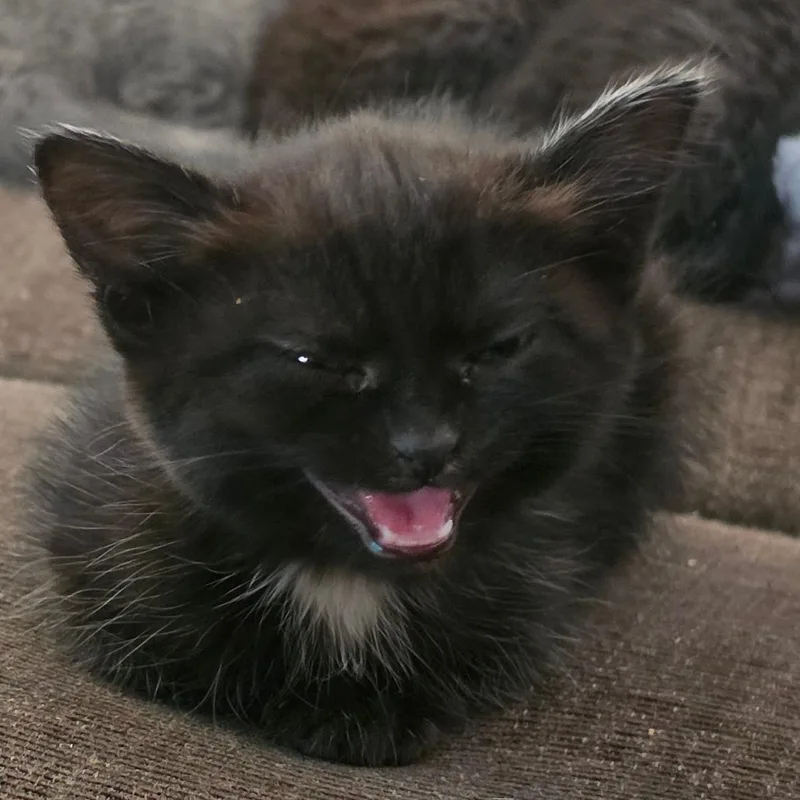 A baby small-sized female Domestic Short Hair cat named Aspen for adoption in Allyn, WA