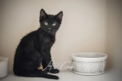 Biscuit