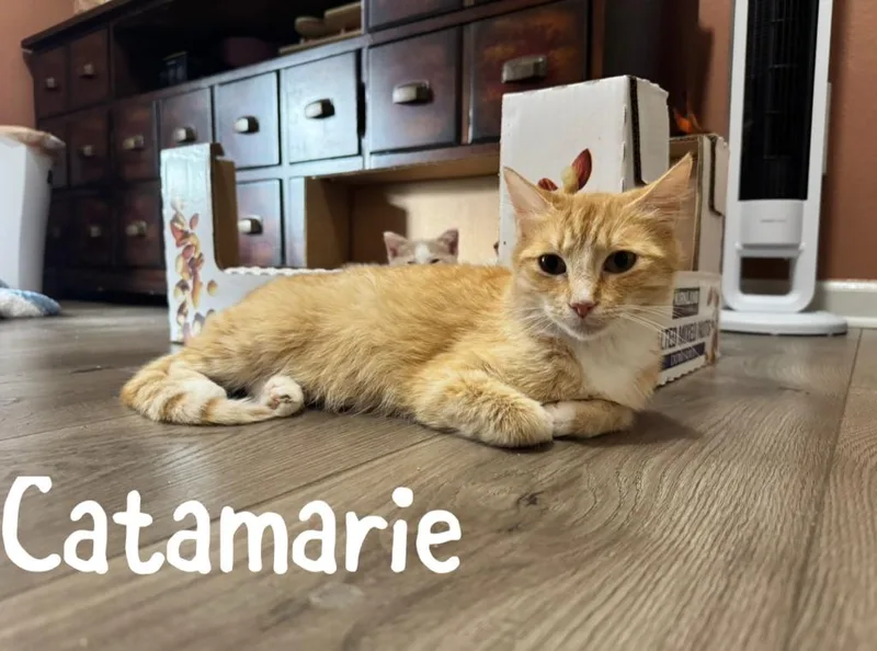 A baby medium-sized female Domestic Short Hair cat named Catamarie for adoption in Hoover , AL