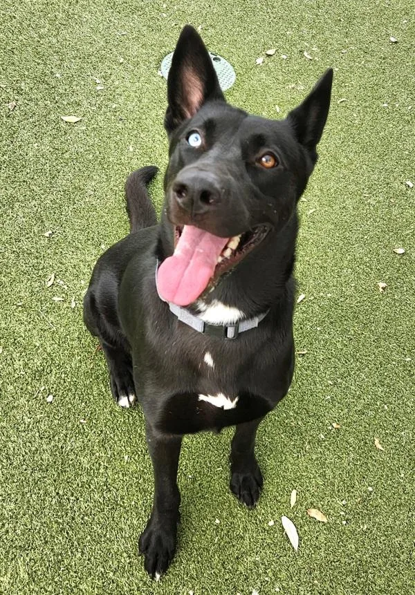A young large-sized male Husky dog named Gotham for adoption in Austin, TX
