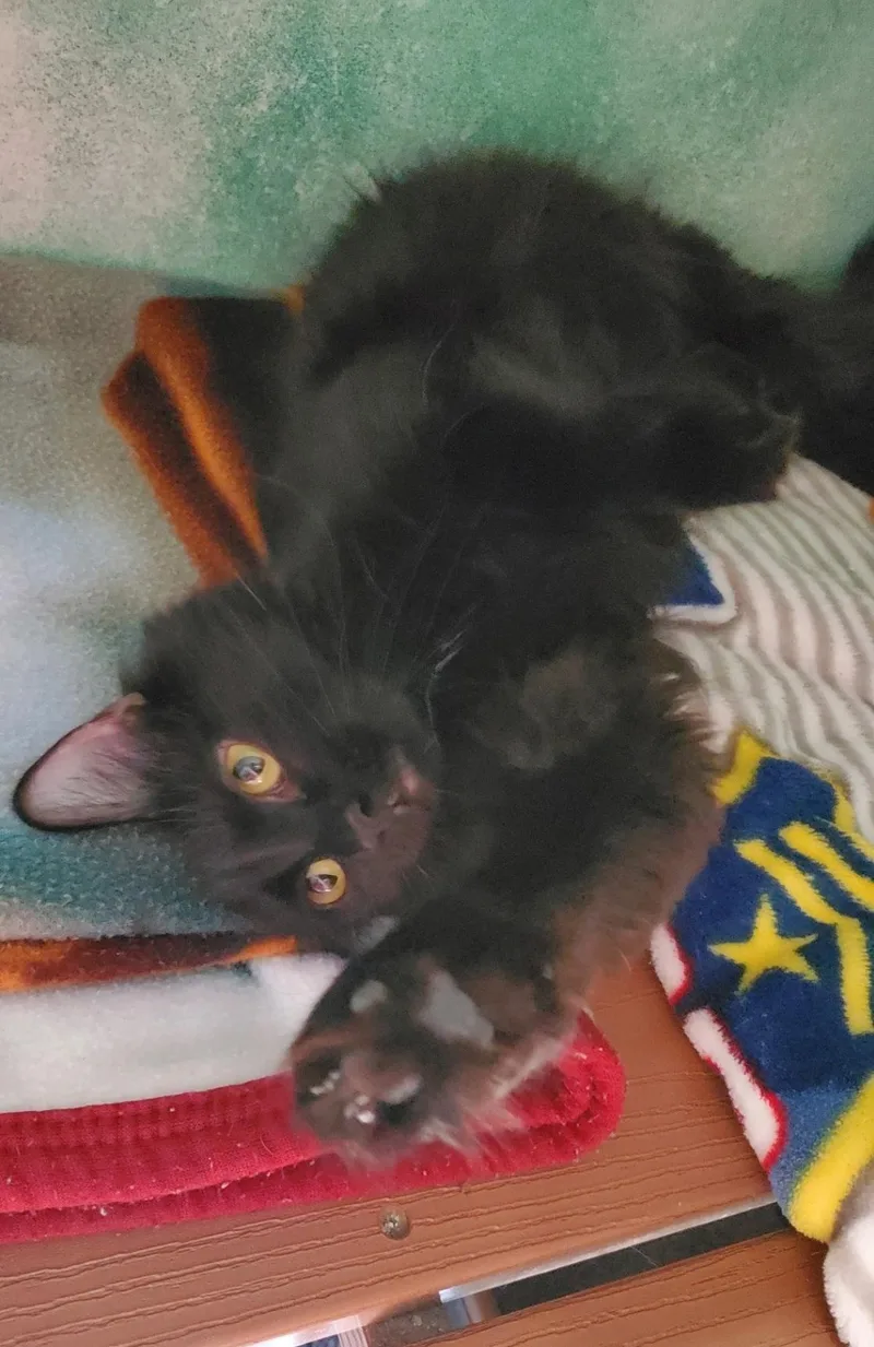 An adult large-sized female Domestic Medium Hair cat named Navy Bean for adoption in Altoona, PA