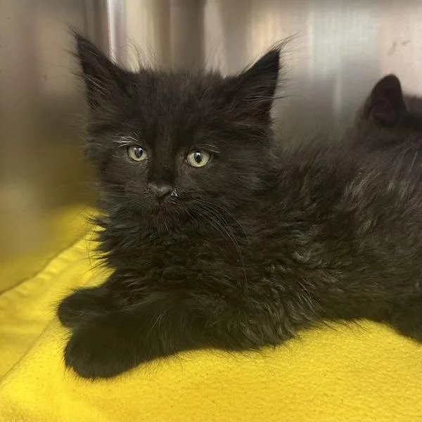 A baby small-sized male Domestic Medium Hair cat named Chaplin for adoption in Walnut Creek, CA