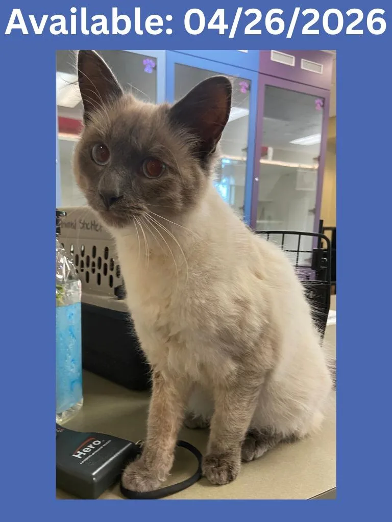 A baby medium-sized male Siamese cat named Cat Condo for adoption in Greenville, TX