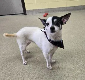 An adult small-sized female Chihuahua dog named Harley for adoption in Bucyrus, OH
