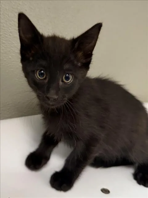 A baby small-sized female Domestic Short Hair cat named Agatha for adoption in Tracy, CA