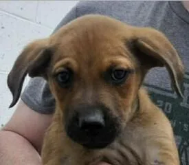 Loki Lilac thumbnail 2