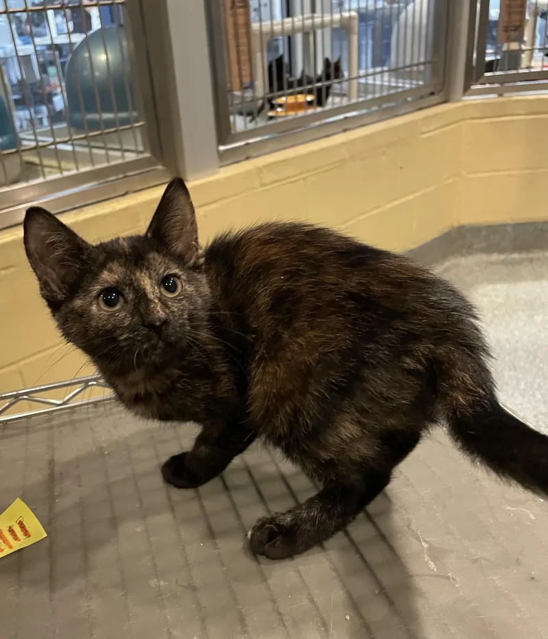 A baby medium-sized female Black Domestic Short Hair cat named Stars for adoption in Charleston, SC