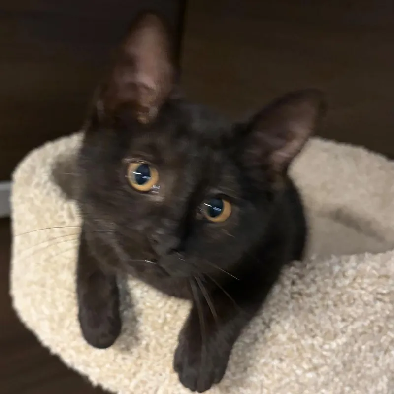 A baby small-sized female Black Domestic Short Hair cat named Fluffy for adoption in Hamburg, NY