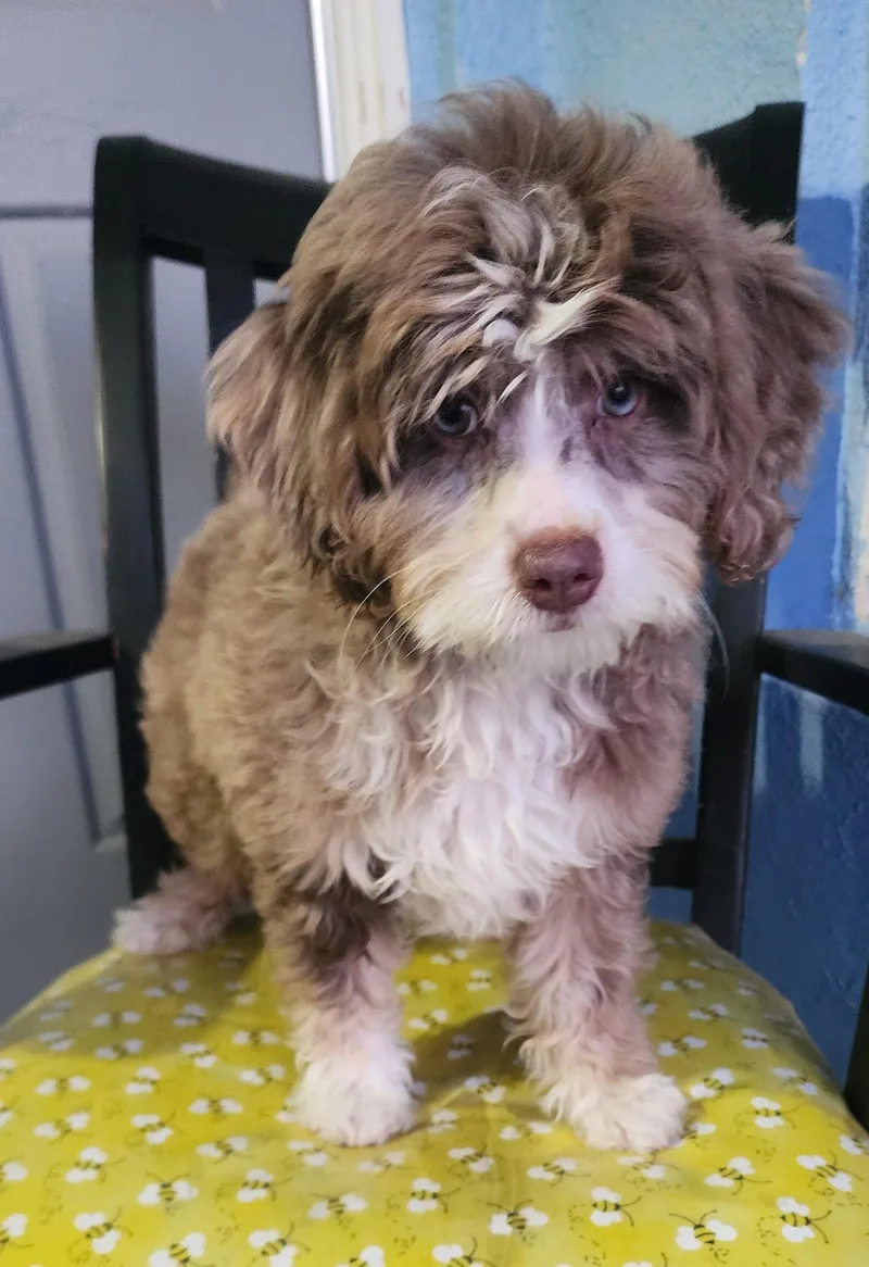 A baby medium-sized female Brown / Chocolate Labradoodle dog named Misty for adoption in Victorville, CA
