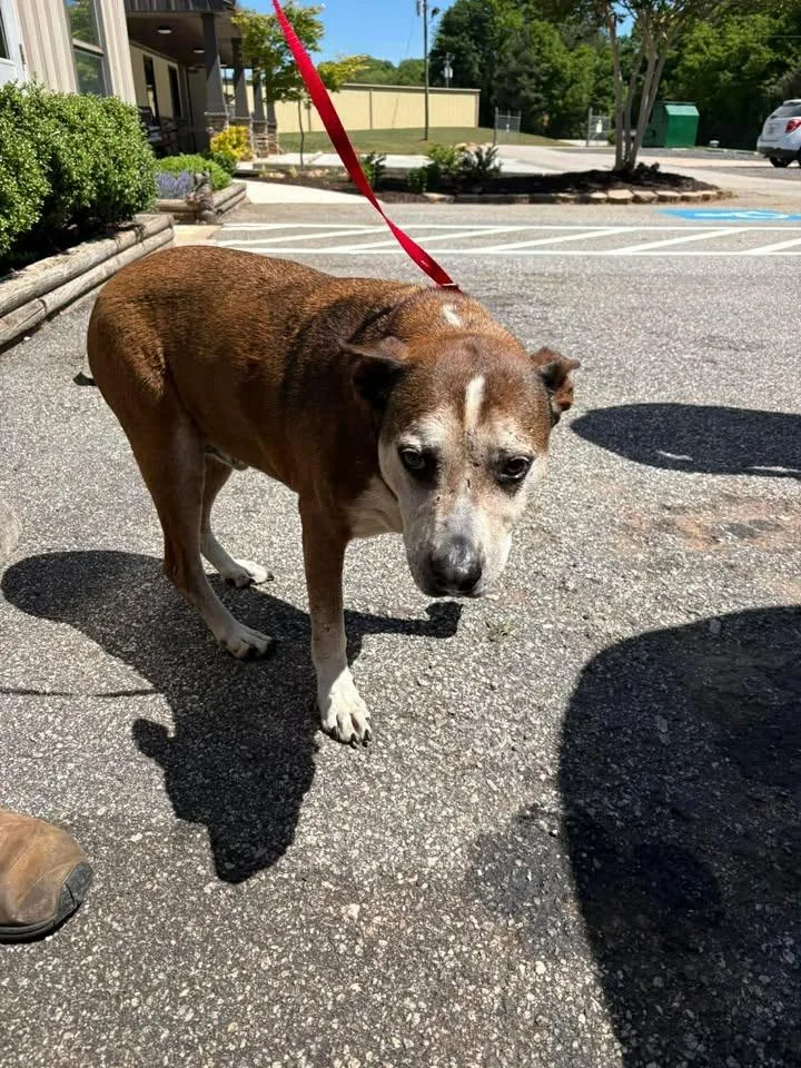 A senior large-sized male Mixed Breed dog named Echo for adoption in Lavonia, GA