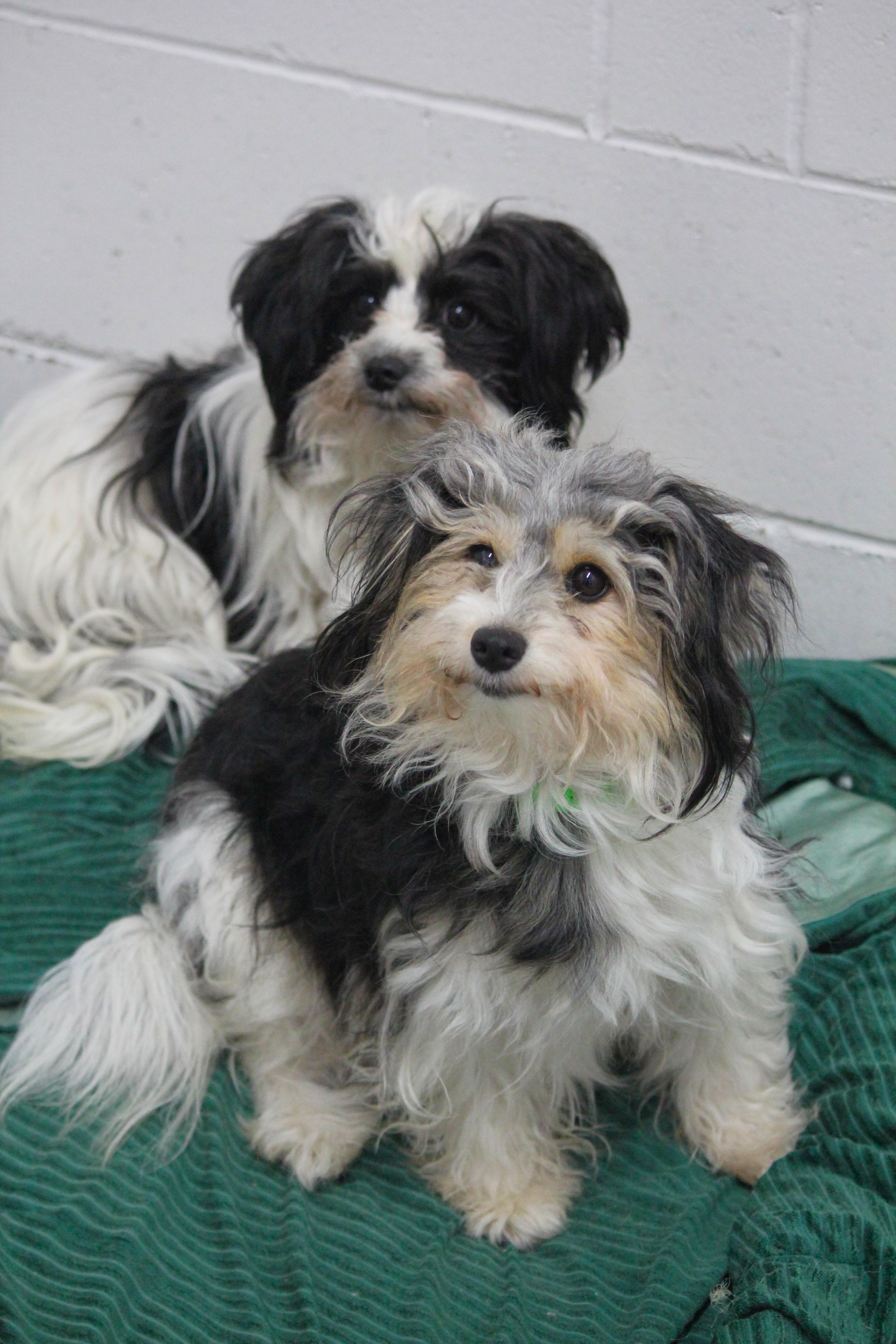 A young small-sized female Shih Tzu dog named Dotty & Rosie for adoption in Hayward, WI