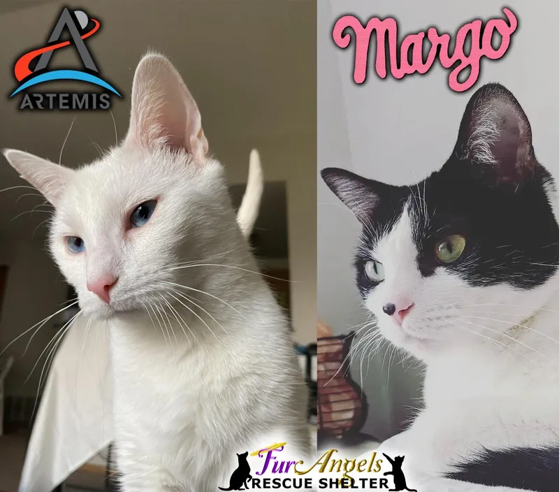 An adult medium-sized male Black & White / Tuxedo Domestic Short Hair cat named Artemis & Margo for adoption in Toledo, OH