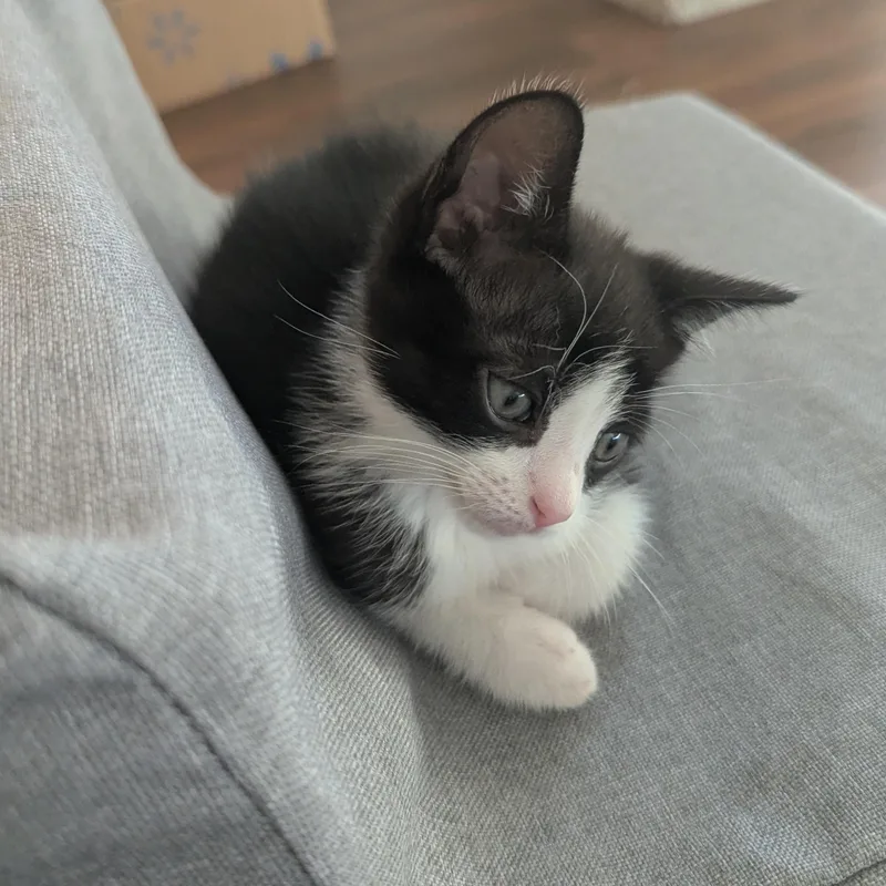 A baby medium-sized male Black & White / Tuxedo Domestic Short Hair cat named Skechers for adoption in Richmond, VA
