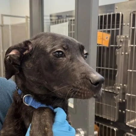 A young small-sized female Black Mixed Breed dog named Digiornio for adoption in New York, NY