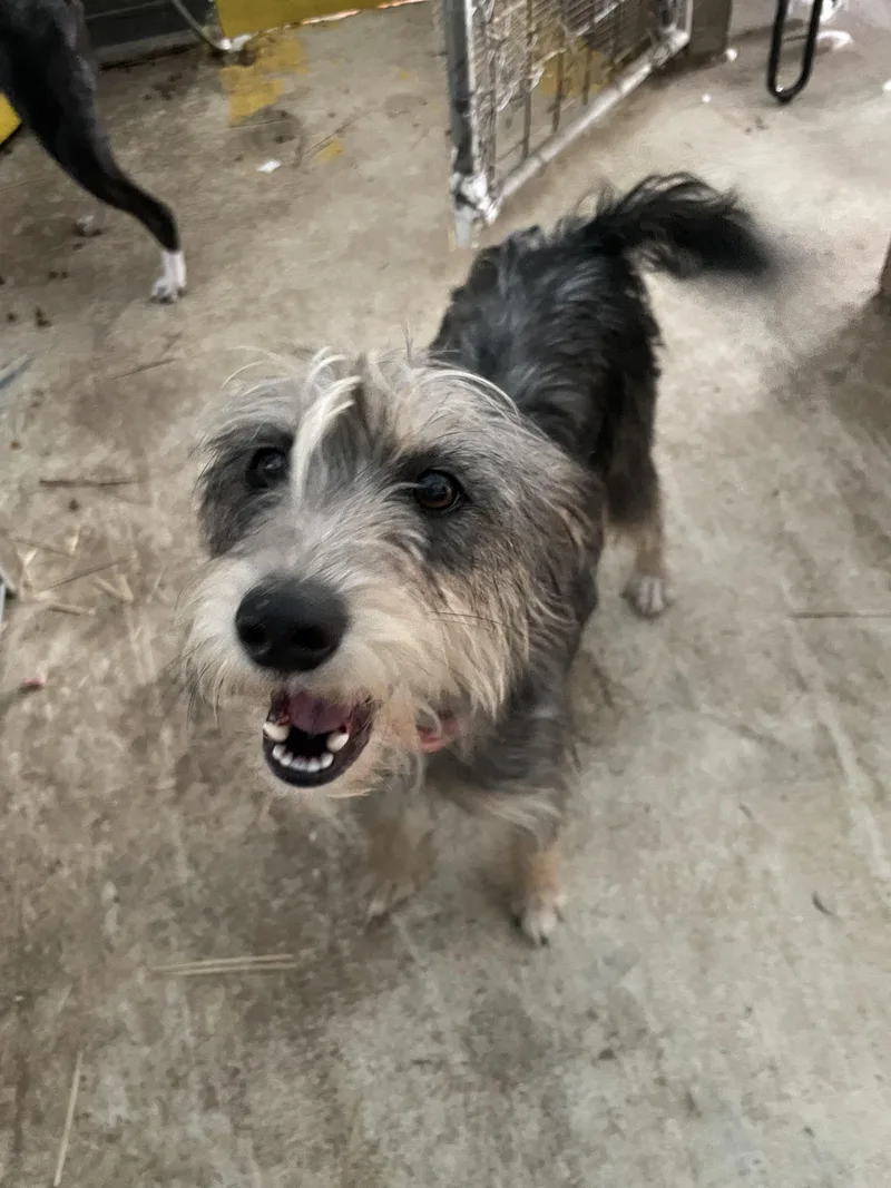 An adult medium-sized female Yorkshire Terrier dog named Belle for adoption in Tracy City , TN