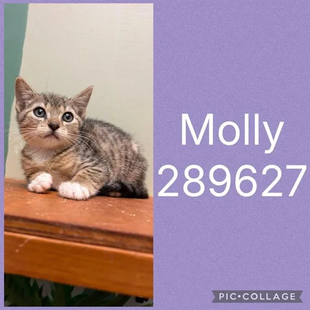 A baby small-sized female Domestic Short Hair cat named Molly for adoption in Macon, GA