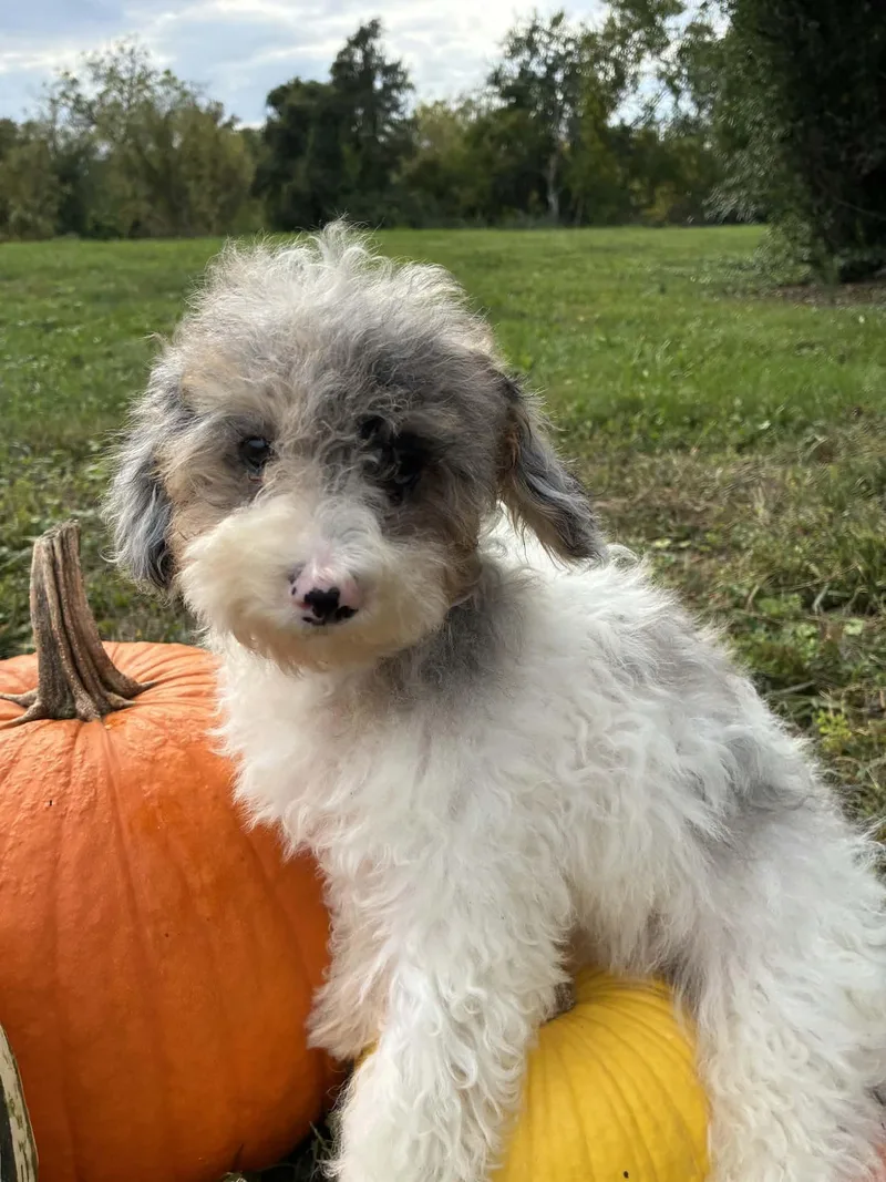 A baby small-sized female Cavalier King Charles Spaniel dog named Melanie for adoption in Havertown, PA