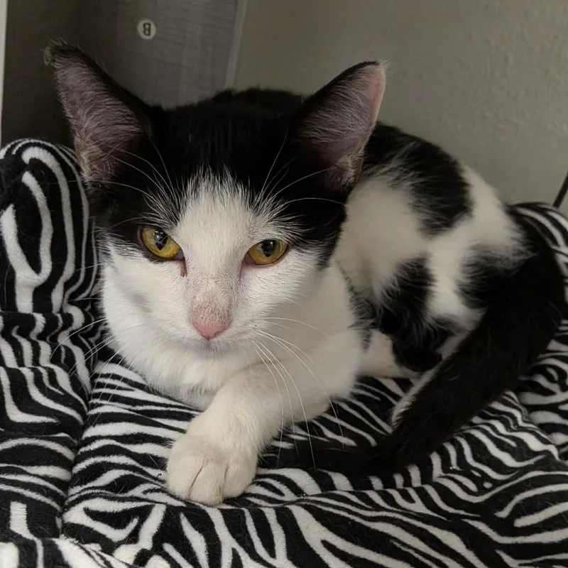 A baby small-sized female Domestic Short Hair cat named River for adoption in Hannibal, MO
