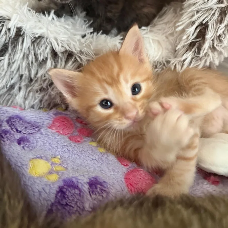 A baby small-sized male Orange / Red Domestic Short Hair cat named Poppy for adoption in Tustin, CA