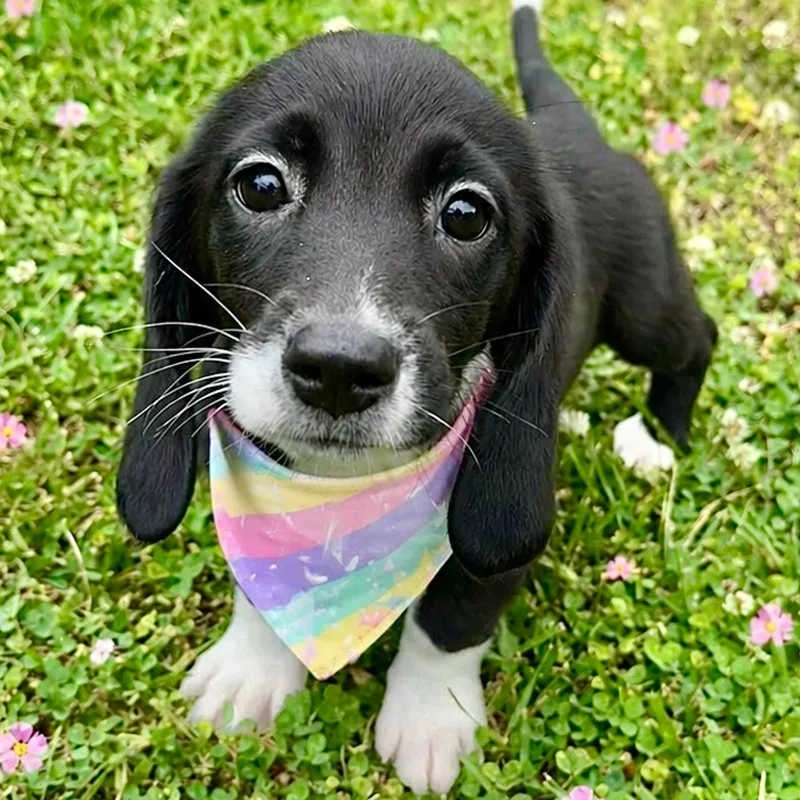 A baby small-sized female Black Basset Hound dog named Muffin for adoption in Albany, NY