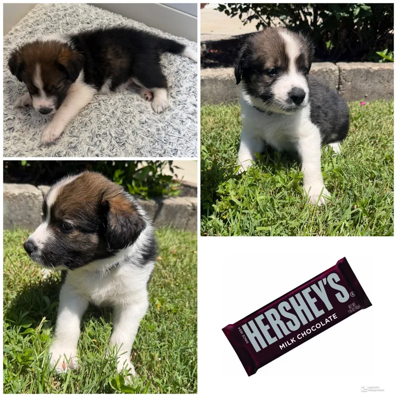 A baby medium-sized male Tricolor (Brown, Black, & White) Mixed Breed dog named Hershey for adoption in Spring hill, TN