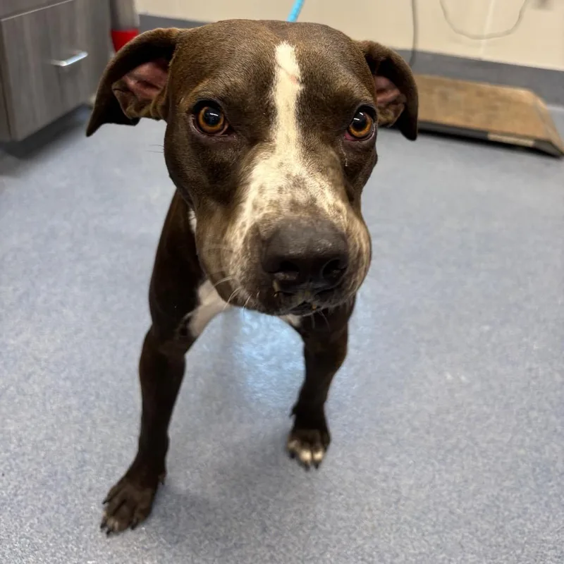A baby medium-sized male Pit Bull Terrier dog named Martin for adoption in St Joseph, MO