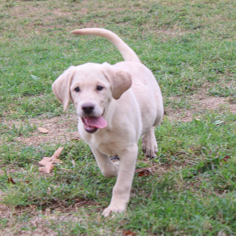 A young large-sized female Yellow / Tan / Blond / Fawn Labrador Retriever dog named Bernadett for adoption in Neosho, MO