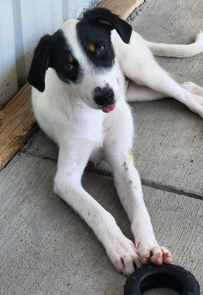 A baby medium-sized male Retriever dog named Blosko for adoption in Fort Lupton, CO