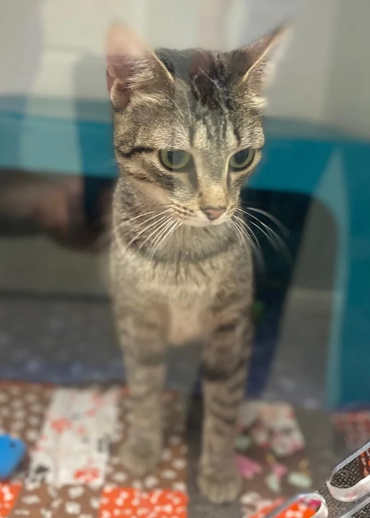 A young medium-sized female Domestic Short Hair cat named Reah for adoption in Bryant, AR