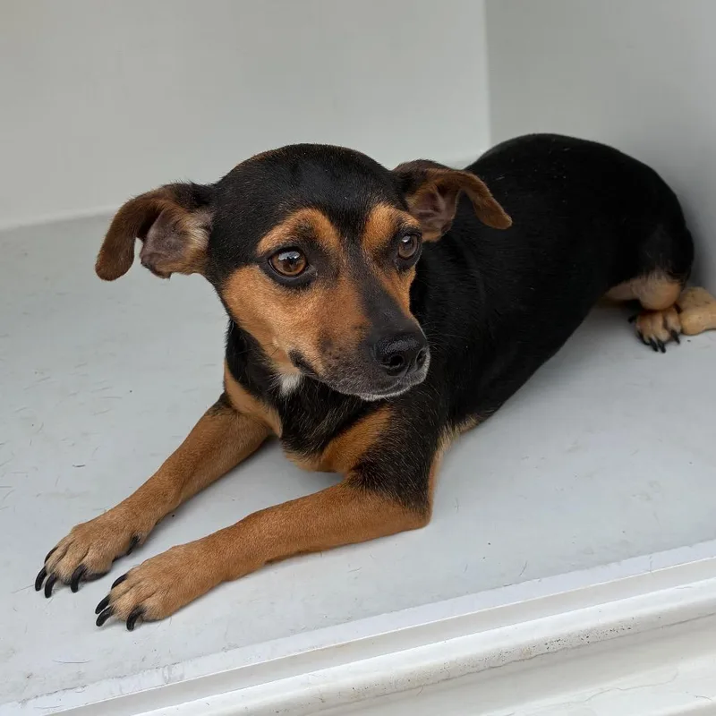 An adult small-sized female Mixed Breed dog named Rocki for adoption in Chattanooga, TN