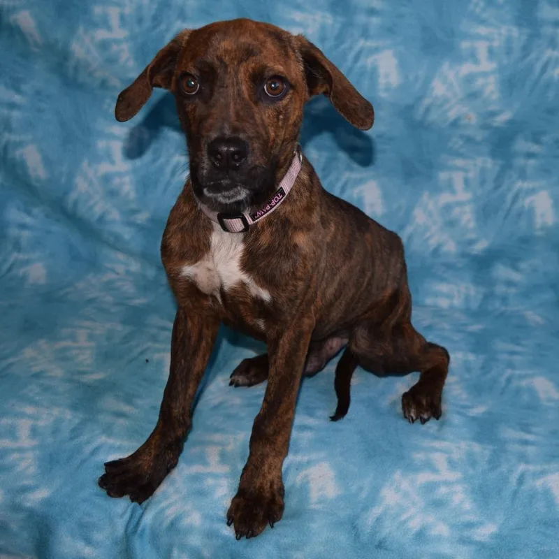 An adult medium-sized male Brown / Chocolate Hound dog named Benjamin for adoption in Eureka, CA