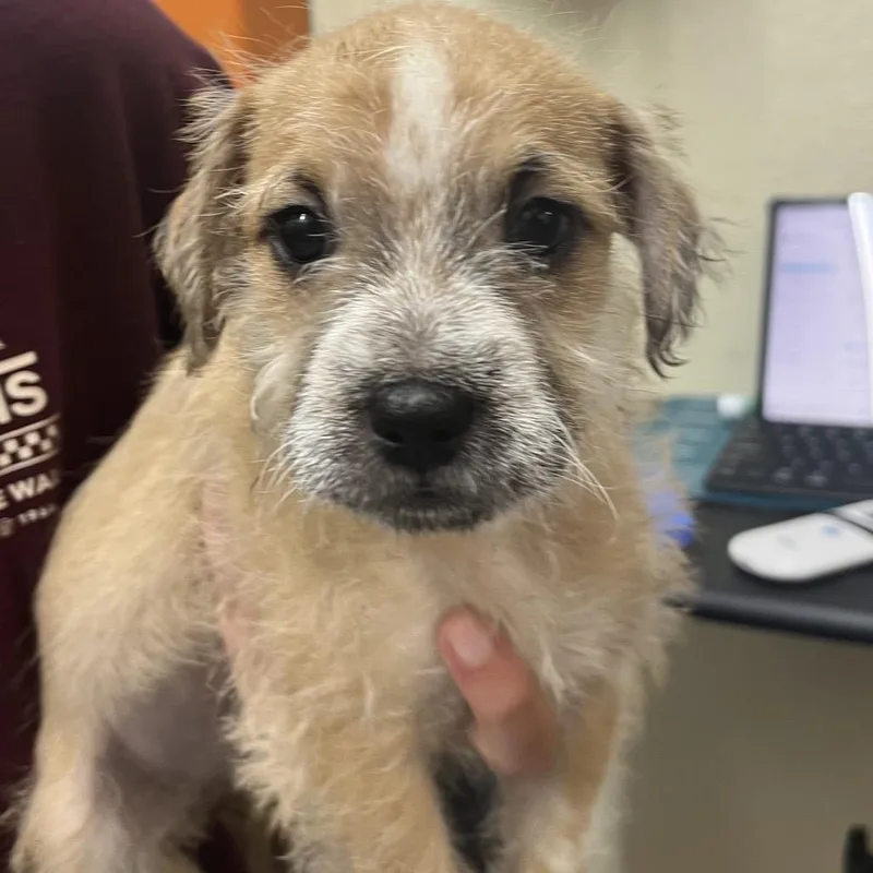 A baby small-sized female Yellow / Tan / Blond / Fawn Terrier dog named Milky Way for adoption in Point Richmond, CA
