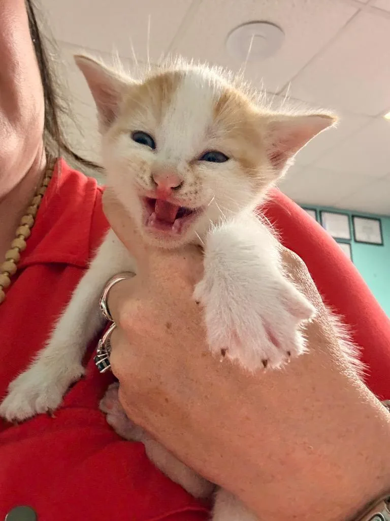 A baby small-sized male Domestic Medium Hair cat named Richard Petty for adoption in Rockport, TX