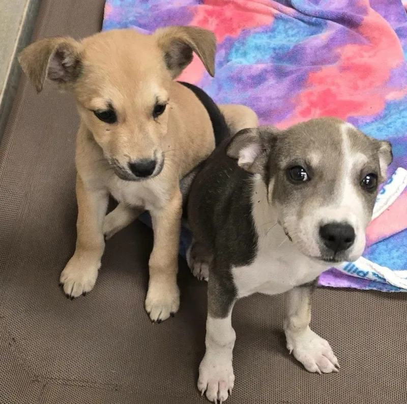 A young medium-sized male Labrador Retriever dog named Jack Field Puppy for adoption in Humble, TX