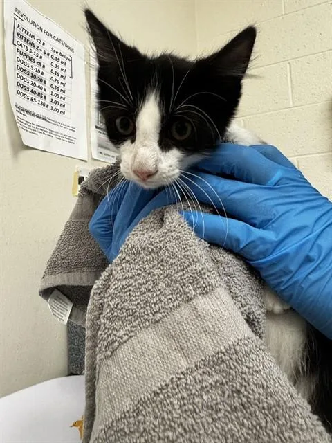 A baby small-sized male Domestic Short Hair cat named Nessie for adoption in Naples, FL