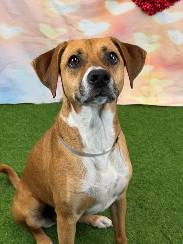 A young large-sized female Black Mouth Cur dog named Ferbie for adoption in Houston, TX