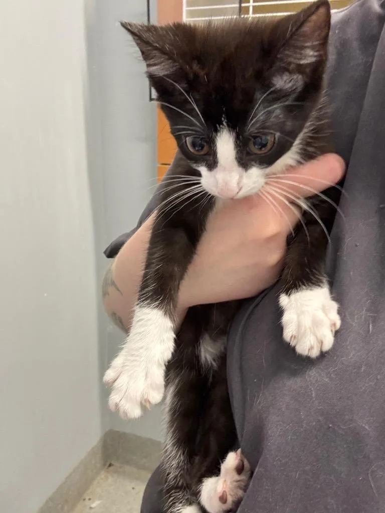 A baby medium-sized female Domestic Short Hair cat named Flamingo for adoption in Bloomington, IN