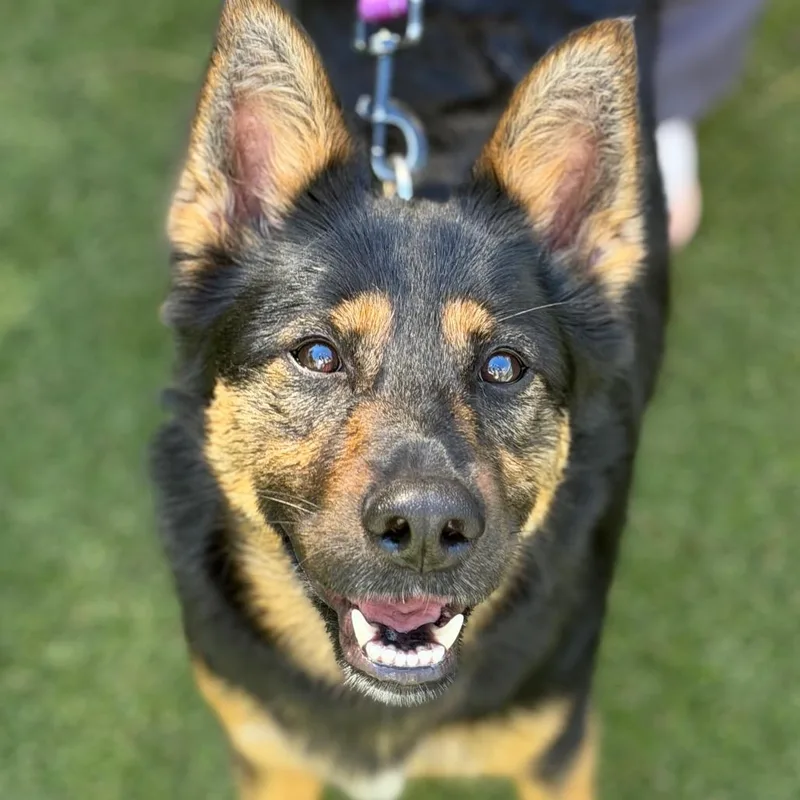 An adult medium-sized female Black Mixed Breed dog named Diesel for adoption in Asheville, NC