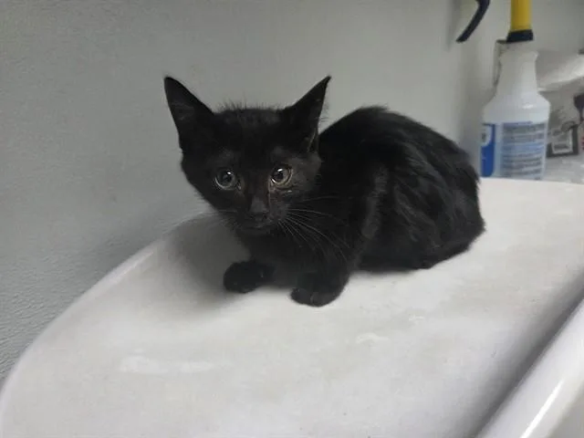 A baby small-sized female Domestic Short Hair cat named Badger for adoption in Antioch, CA