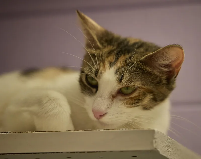 A young medium-sized female Calico cat named Tasha for adoption in Santa Barbara, CA