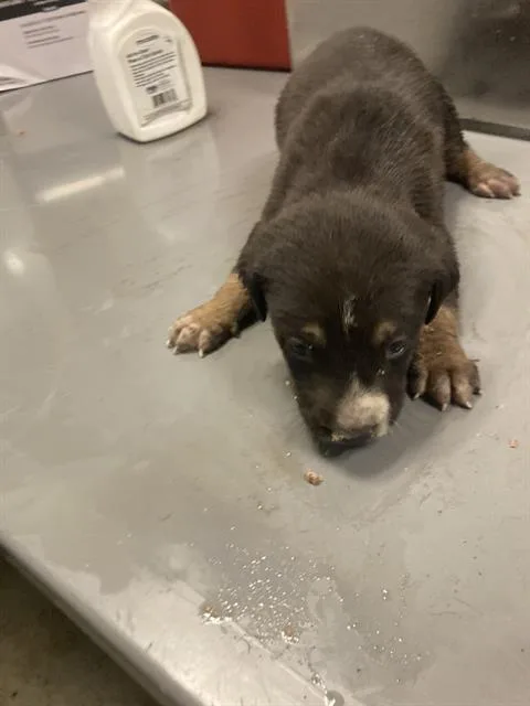 A baby small-sized male Mixed Breed dog named Isaac for adoption in Dallas, TX