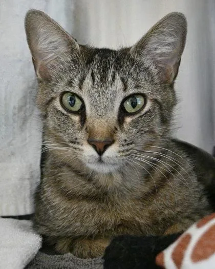 An adult small-sized female Domestic Short Hair cat named Magenta for adoption in West Seneca, NY
