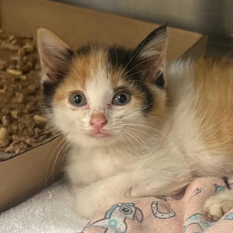 A baby small-sized female Calico Domestic Short Hair cat named Kimchi for adoption in Springfield, IL