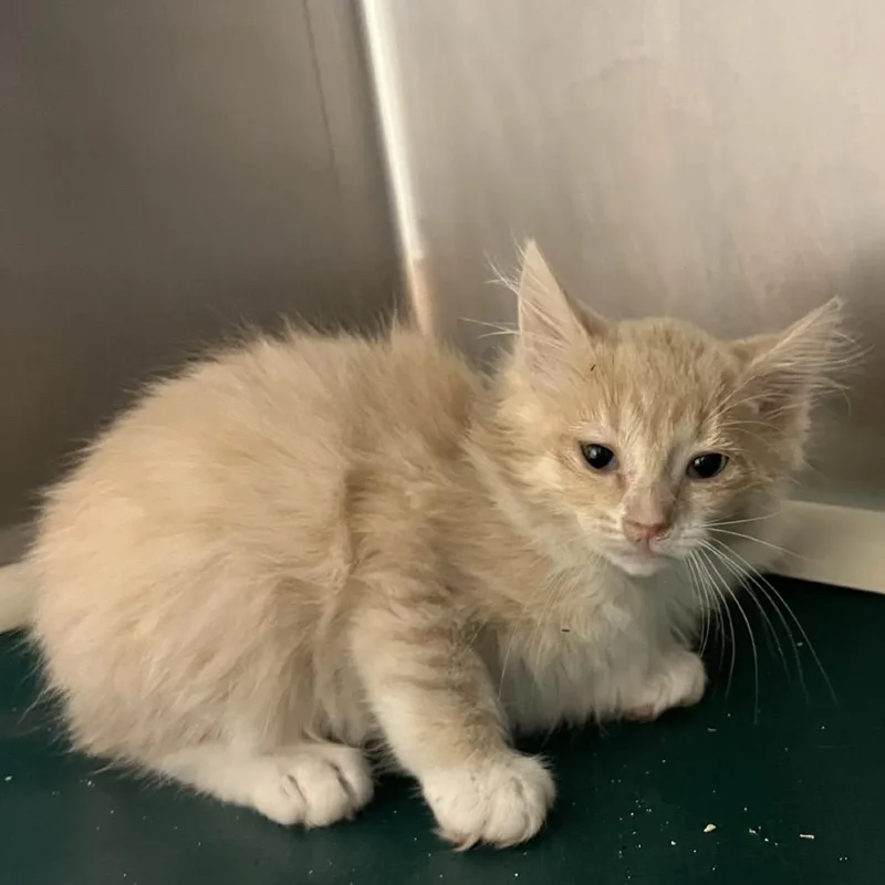 A baby small-sized female Buff / Tan / Fawn Domestic Long Hair cat named Lamine for adoption in Hamilton, GA