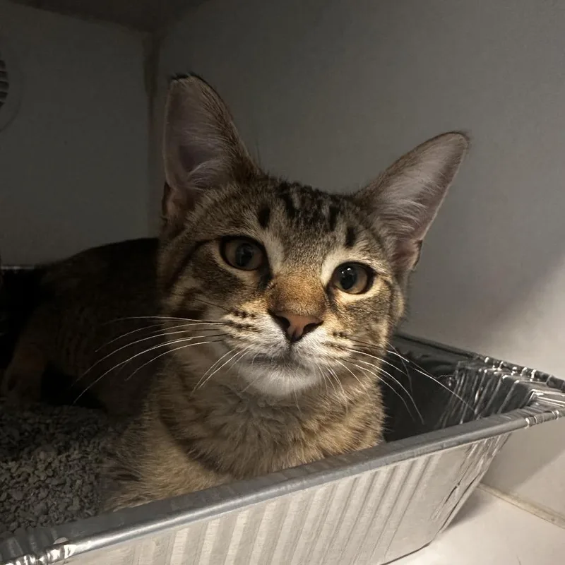 A baby medium-sized male Brown / Chocolate Domestic Short Hair cat named Belb for adoption in Dearborn, MI