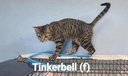 An adult small-sized female Domestic Short Hair cat named Tinkerbelle for adoption in Beatrice, NE